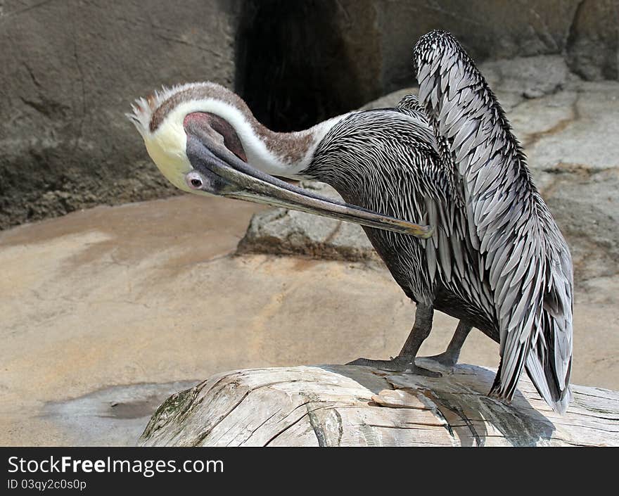 Preening Pelican Standing On Log With Wing Open