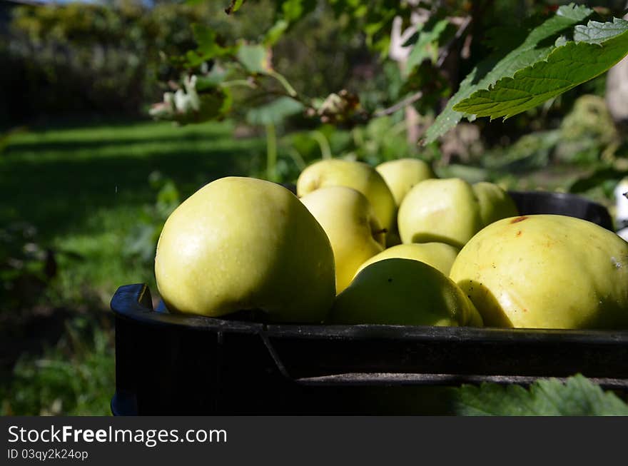 Apples in box, drover, in the garden in sunny day. Apples in box, drover, in the garden in sunny day