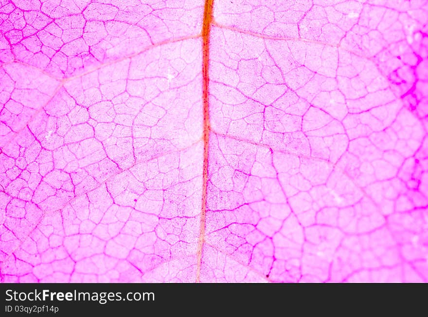 Pink Flower veins