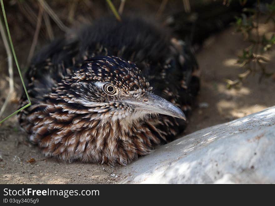 American Road Runner Bird Sitting In Shade. American Road Runner Bird Sitting In Shade