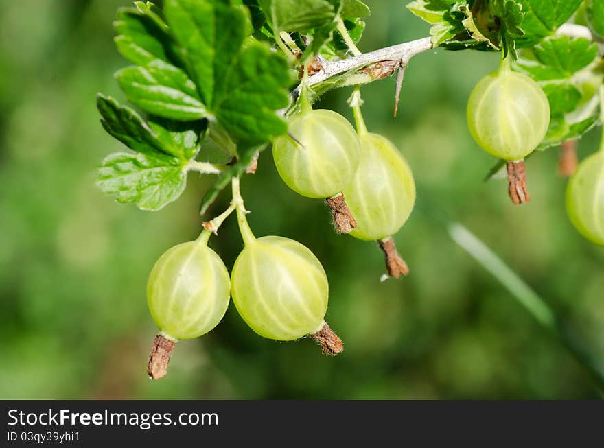 Gooseberry on branch On a green background. Gooseberry on branch On a green background