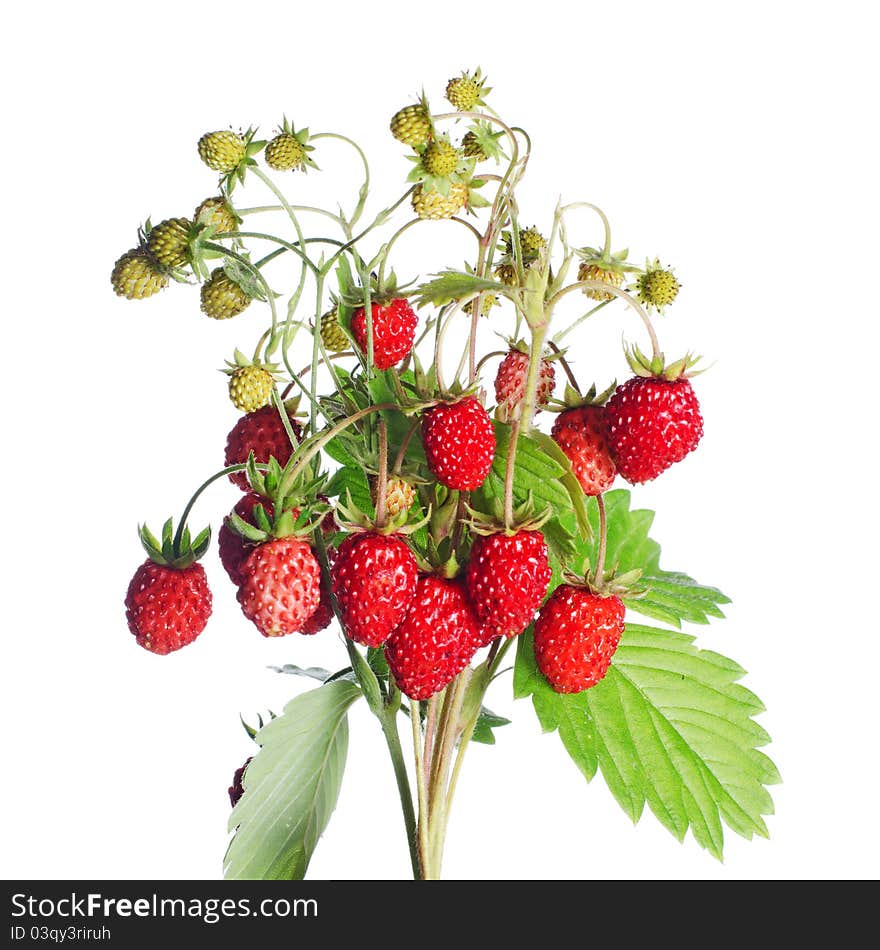 Fresh wild strawberry isolated on white background