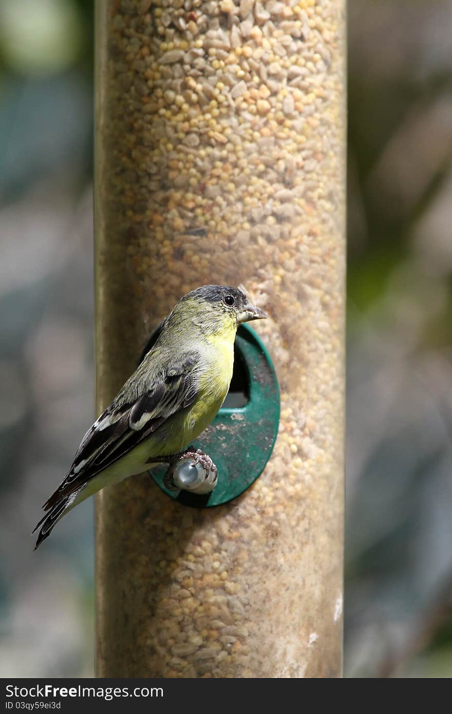 Yellow Goldfinch Sitting At Bird Feeder