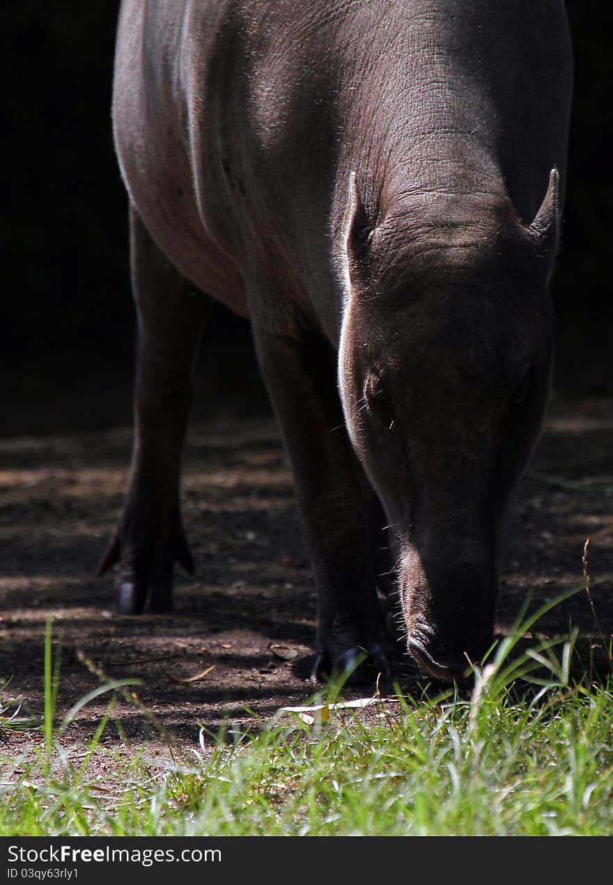 Babirusa Pig Feeding On Grass With Dramatic Lighting