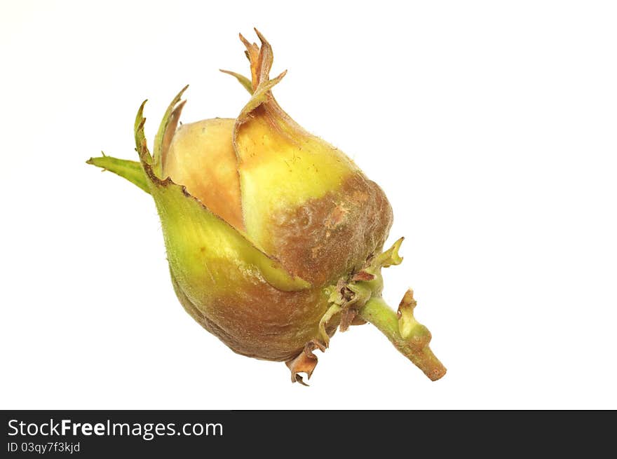 One hazelnut in shells on white background