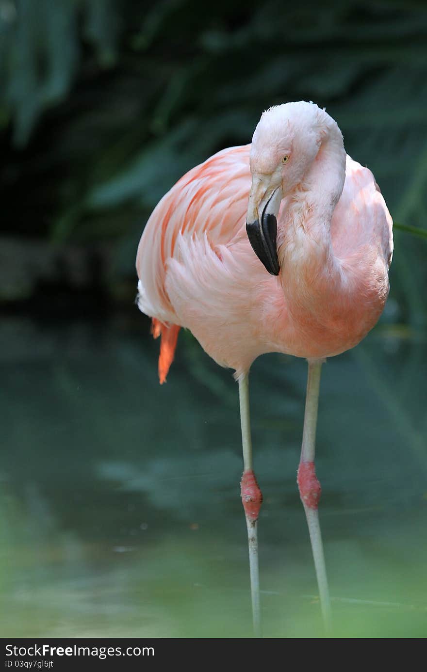 Pink Tropical Flamingo Posing Against Dark Green Background