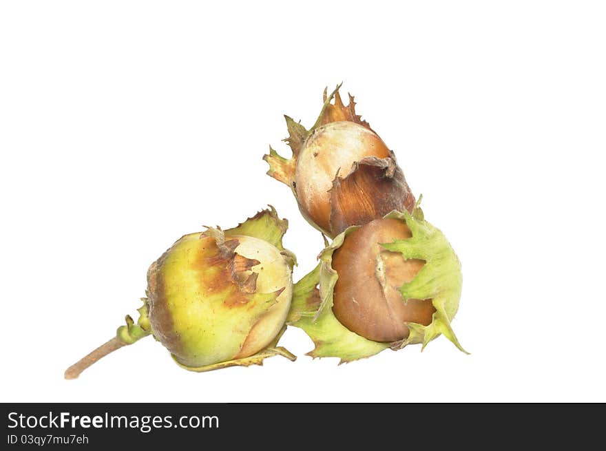 Three hazelnuts in shells on white background