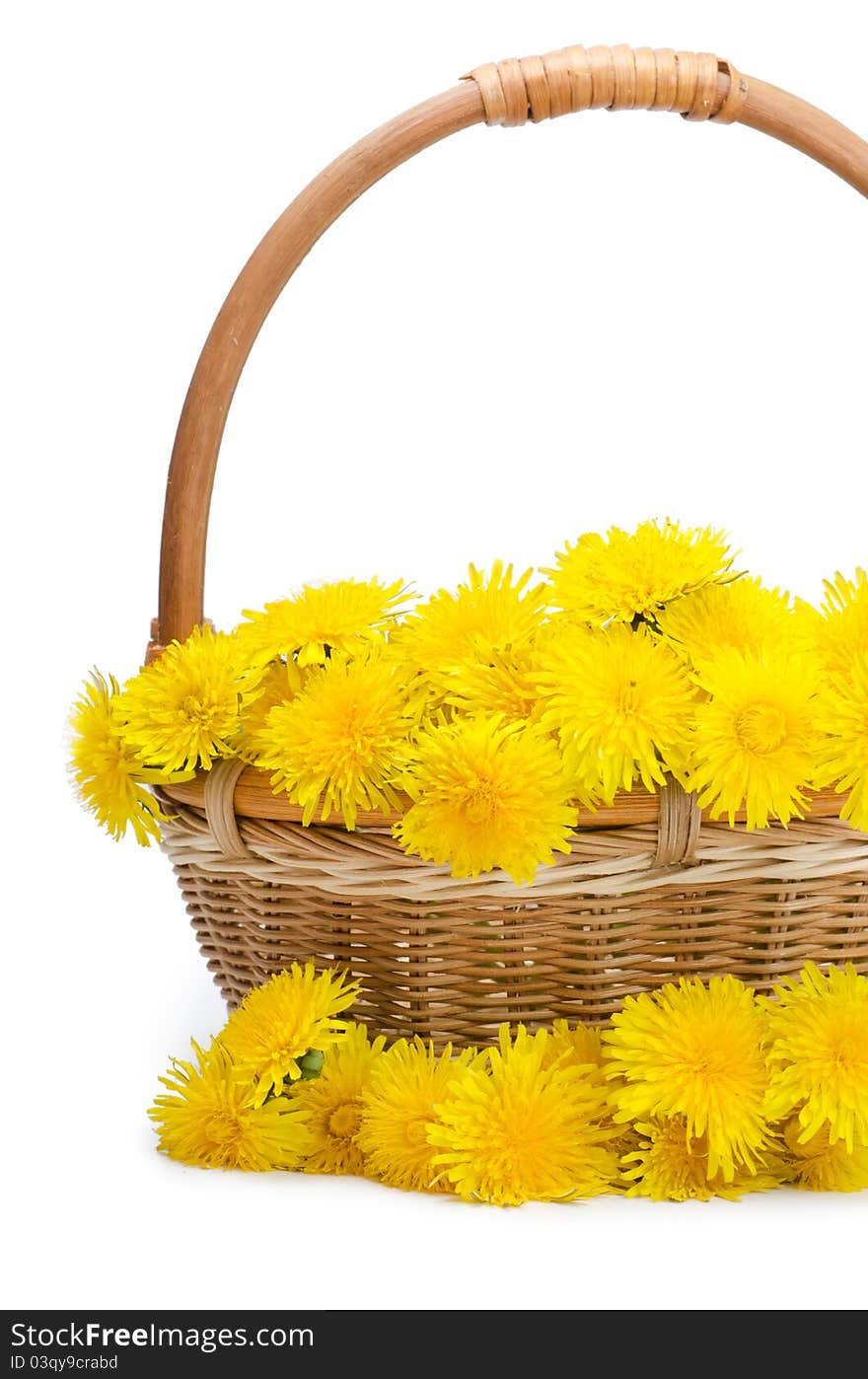 Yellow dandelion on a white background