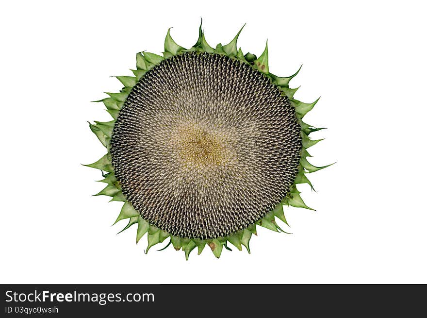 Sunflower with seeds on white background. Sunflower with seeds on white background