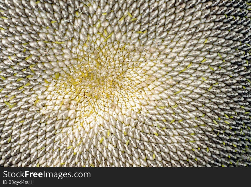 Sunflower With Seeds