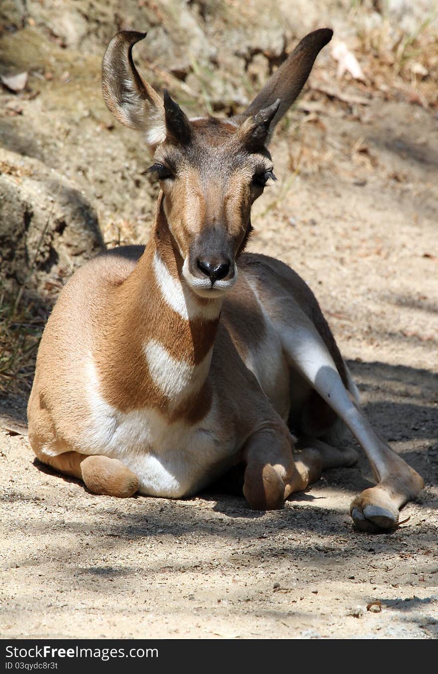 Close Up Portrait Of Young Pronghorn Sitting In Sunshine