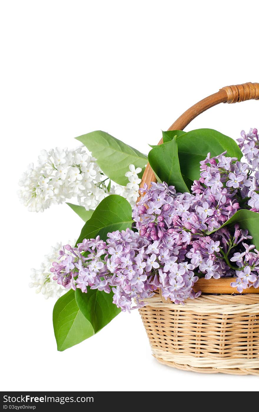 The beautiful lilac isolated on white background