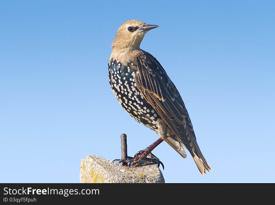 Starling portrait / Sturnus vulgaris