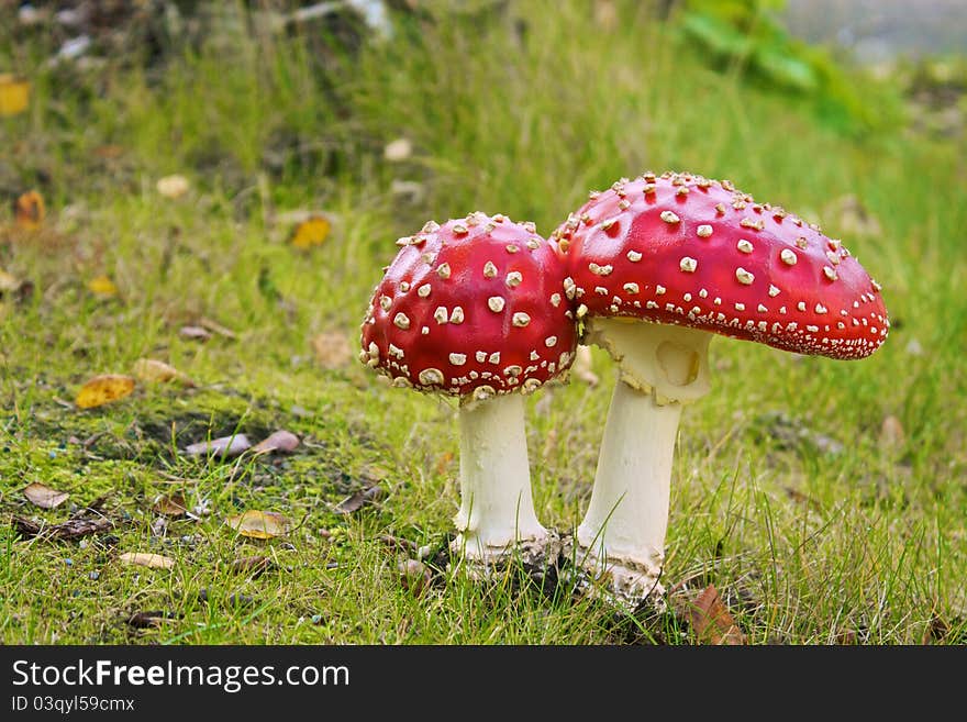 Two amanita muscaria growth on green grass. Two amanita muscaria growth on green grass