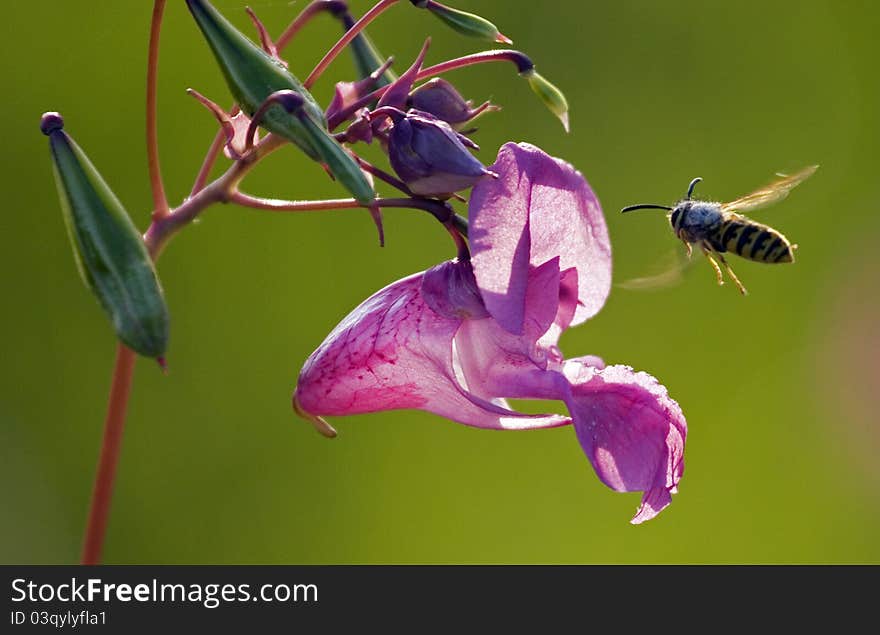 Flower And Wasp