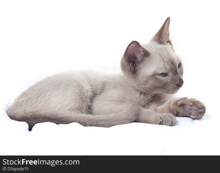 Russian Blue cat lying