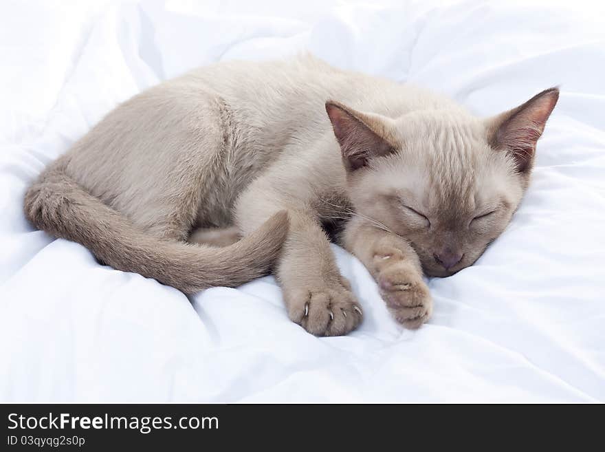 Russian Blue cat sleeping