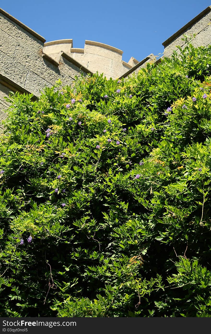 Plants and flowers growing upto the walls of castle. Plants and flowers growing upto the walls of castle