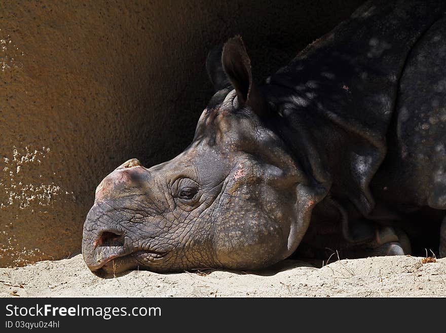 Rhino Taking A Nap In The Sunshine. Rhino Taking A Nap In The Sunshine