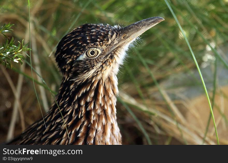 Roadrunner