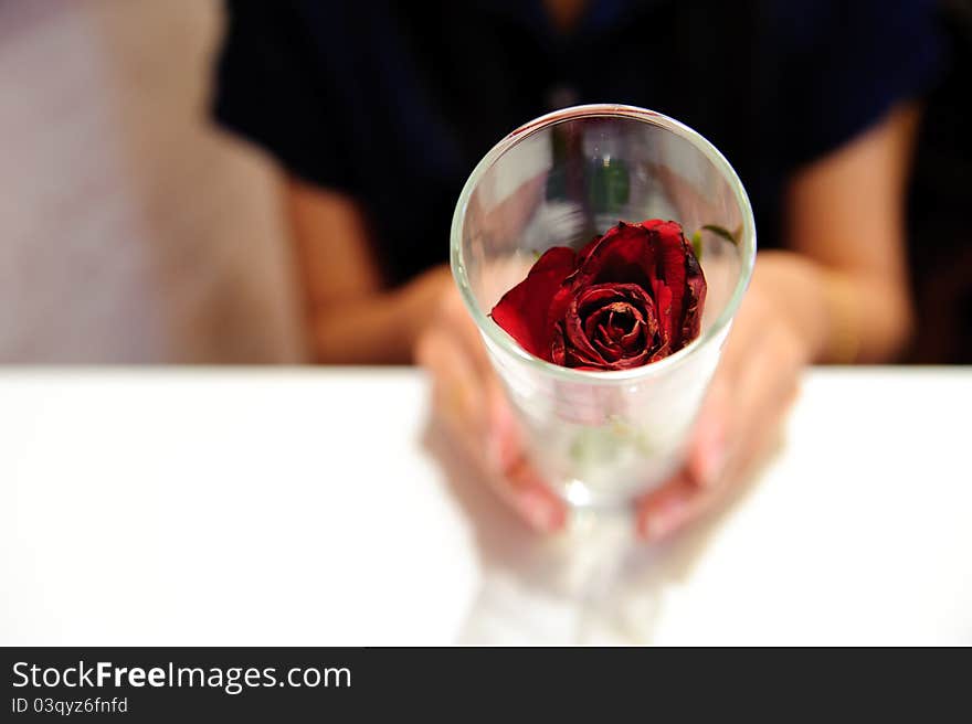 Woman Hold Glass  Red Rose Flower