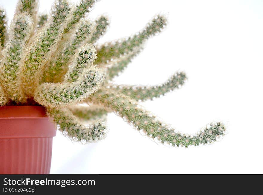 Cactus in a brown bowl on a white background. Cactus in a brown bowl on a white background