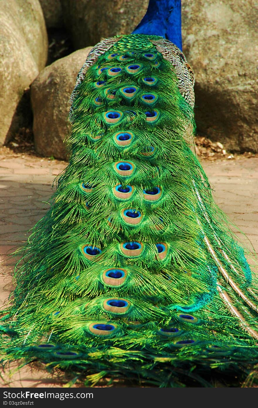 Peacock Plume