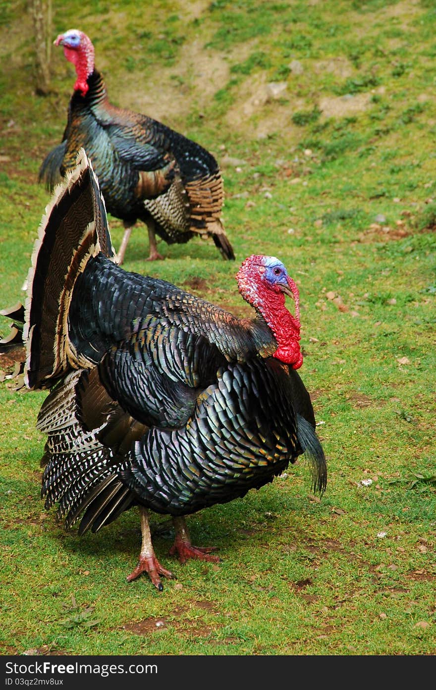 A picture of two turkey's strutting their stuff. A picture of two turkey's strutting their stuff