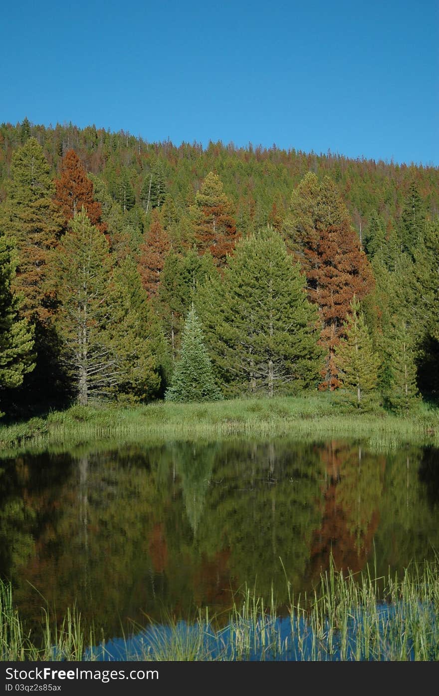 A view of a tree-lined river's edge with reflection. A view of a tree-lined river's edge with reflection