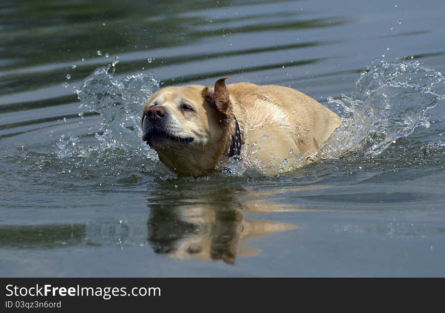 Labrador retriever playing in the water. Labrador retriever playing in the water