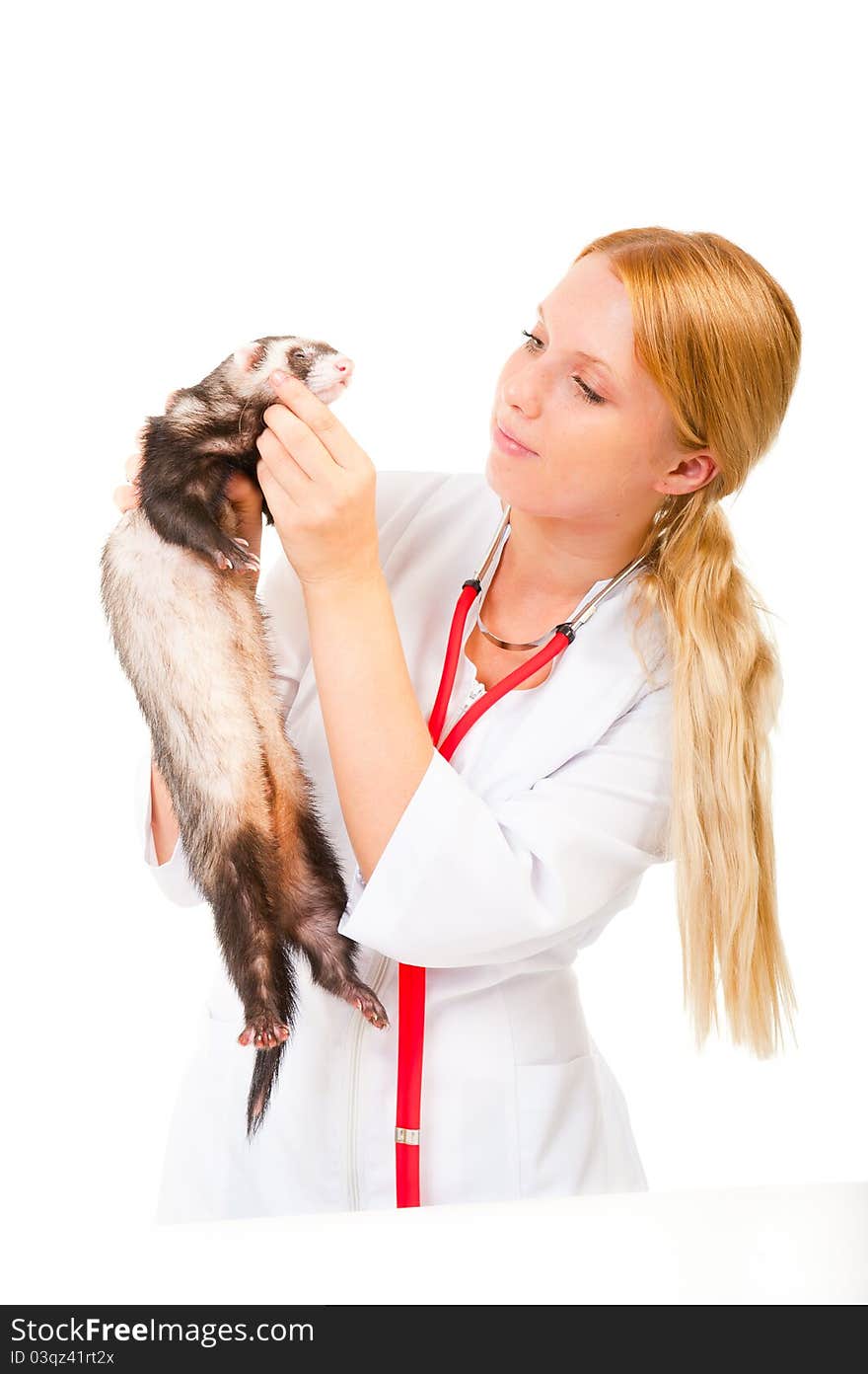 Young veterinarian examines a patient ferret in a clinic. Young veterinarian examines a patient ferret in a clinic