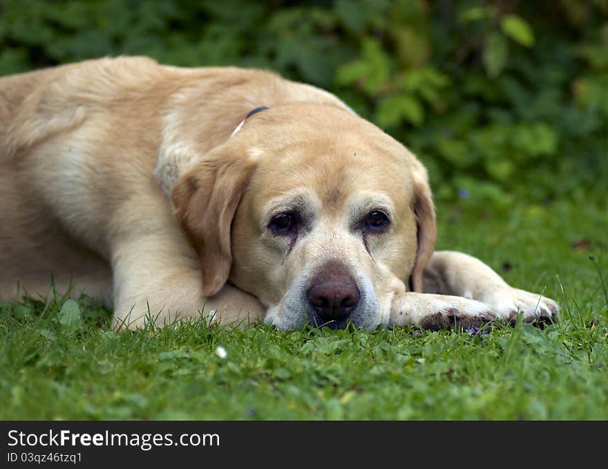 Labrador retriever in the garden. Labrador retriever in the garden