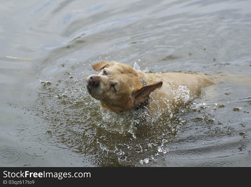 Labrador retriever playing in the water. Labrador retriever playing in the water