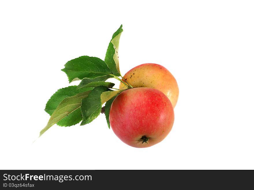 Freshly picked organic apples