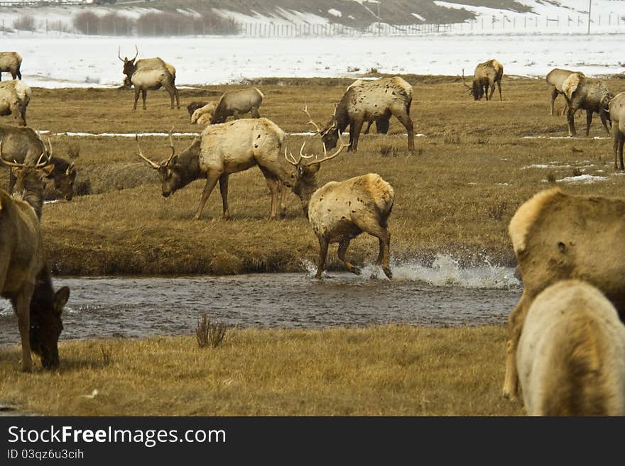 I took this photograph of a herd of elk in Yellowstone National Park. I took this photograph of a herd of elk in Yellowstone National Park.