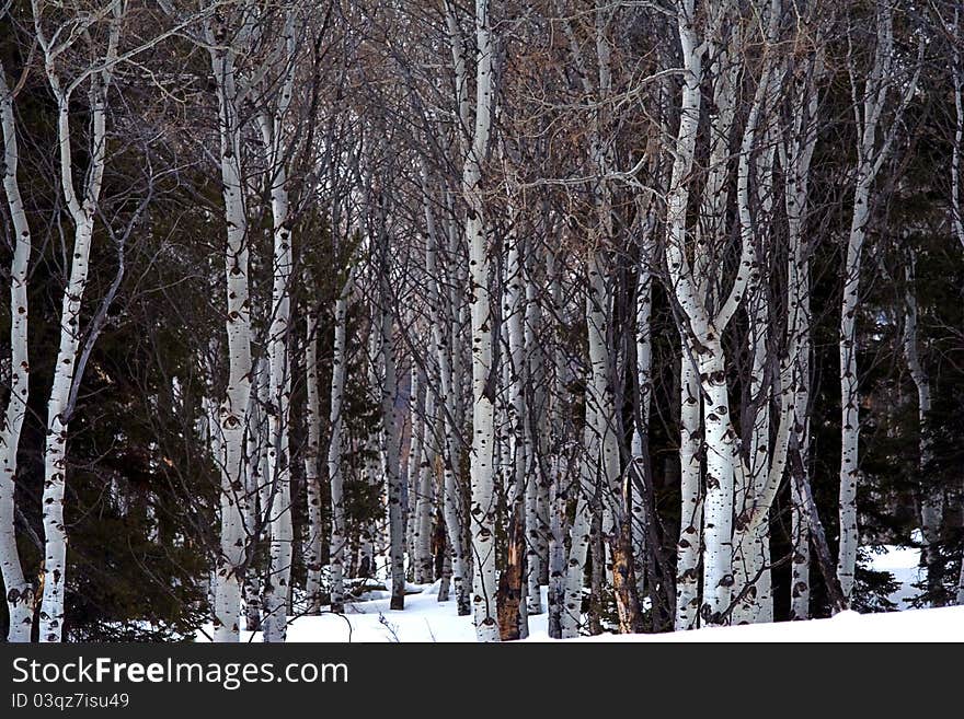 Aspen Grove in Winter