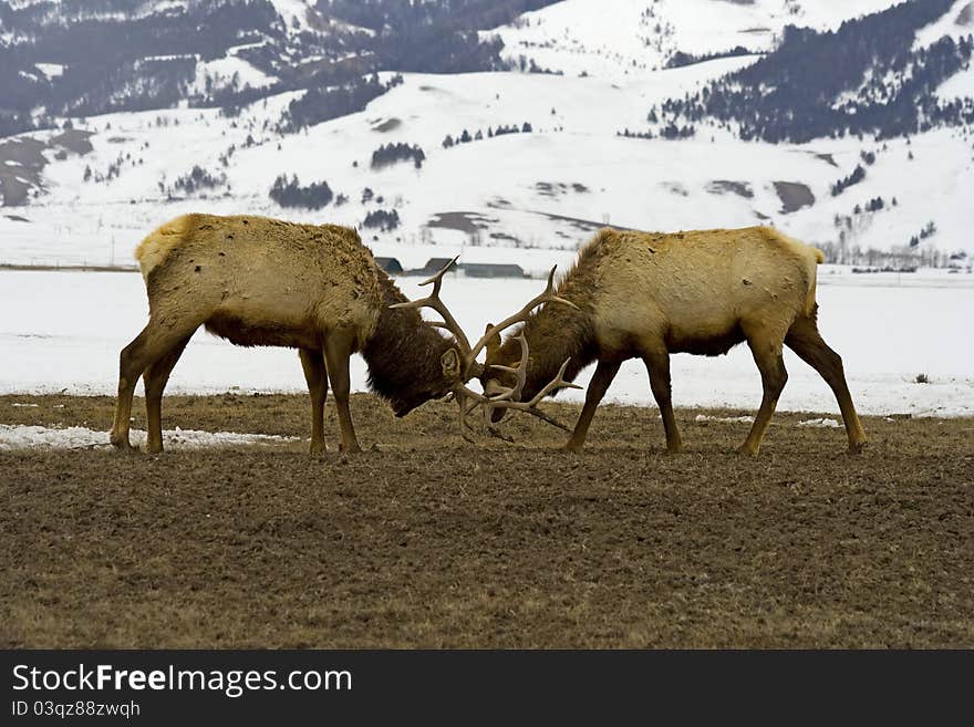 I was lucky enough to catch a photograph of these two elk sparring in Jackson Hole, Wyoming. I was lucky enough to catch a photograph of these two elk sparring in Jackson Hole, Wyoming.