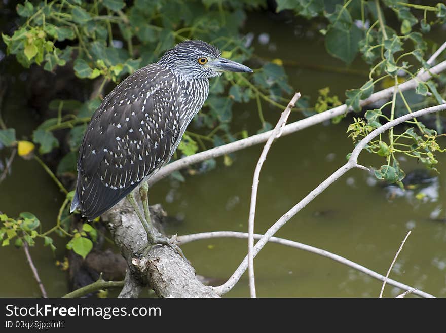 I photographed this juvenile Black-Crowned Night Heron in a swampy area near Baton Rouge, Louisiana.