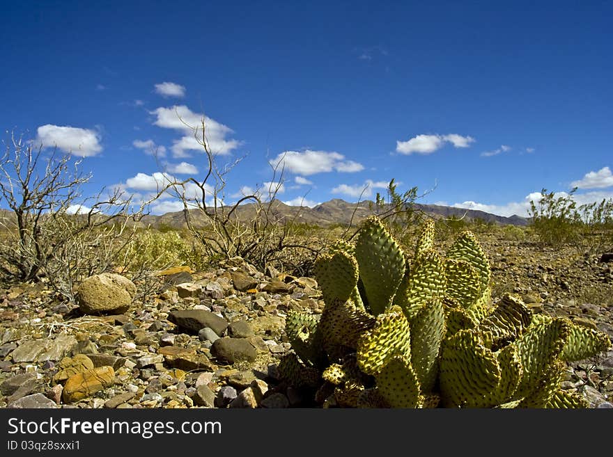 Cactus In Death Valley