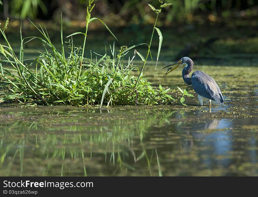 IN a swampy area near Baton Rouge, Louisiana, I was lucky enough to catch this shot of a Blue Heron eating a dragonfly. IN a swampy area near Baton Rouge, Louisiana, I was lucky enough to catch this shot of a Blue Heron eating a dragonfly.