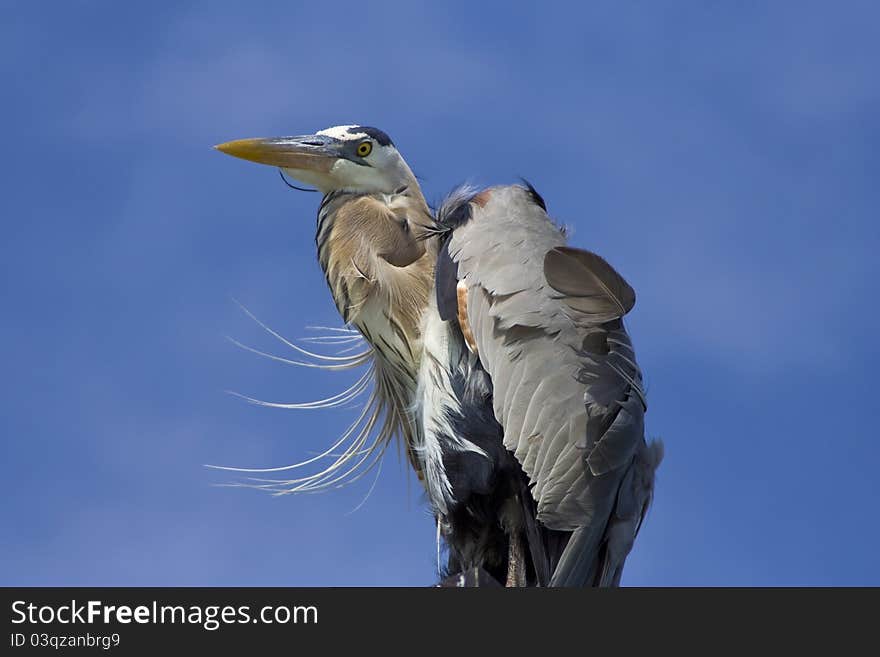 Great Blue Heron in Wind