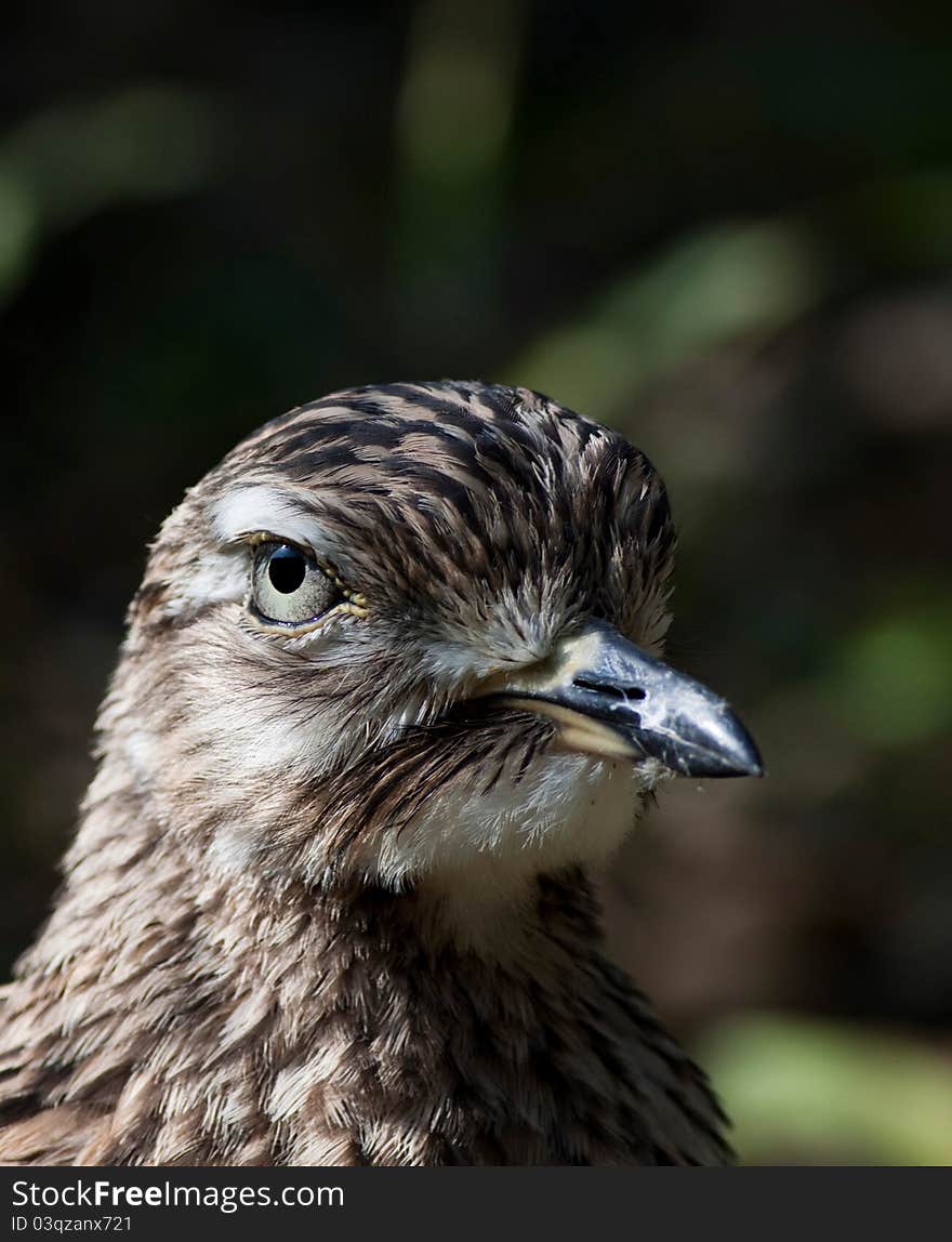 Portrait Bird -Spotted Thick-knee