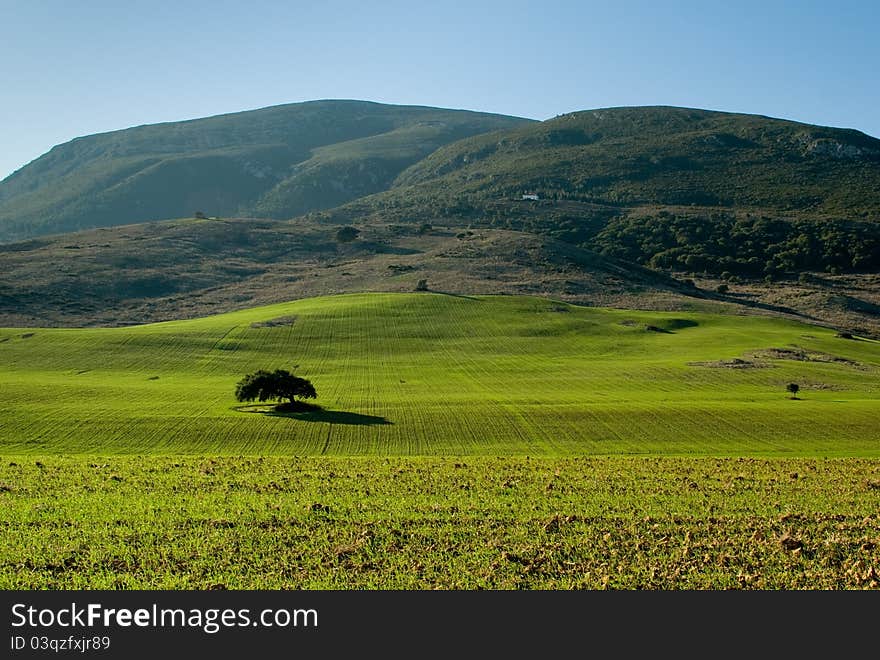 Lonely tree in a green beautiful field. Lonely tree in a green beautiful field