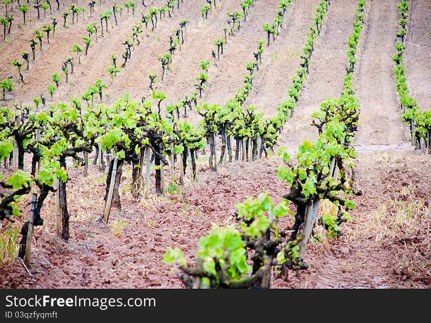 Patterned vineyard in rural countryside. Patterned vineyard in rural countryside