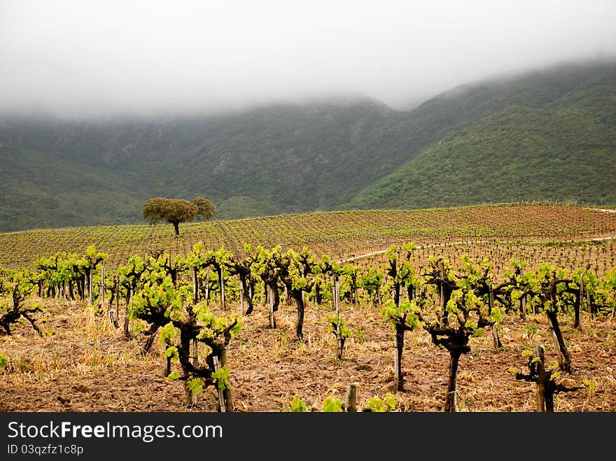 Portuguese vineyard and cork