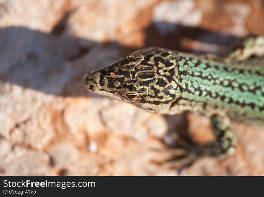 Formentera's endemic species of green lizard (Podarcis pityusensis). Balearic islands. Spain. Formentera's endemic species of green lizard (Podarcis pityusensis). Balearic islands. Spain