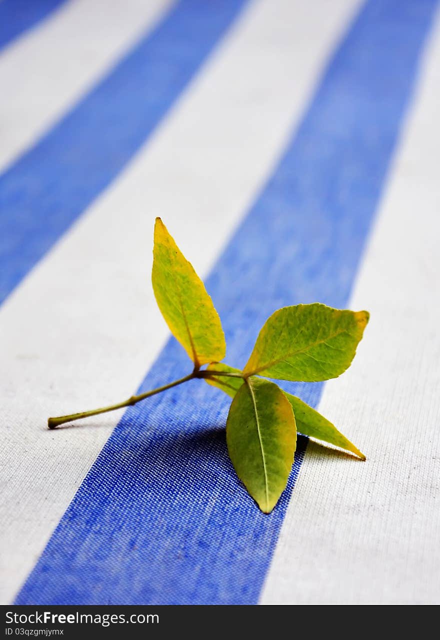 First autumn leaf