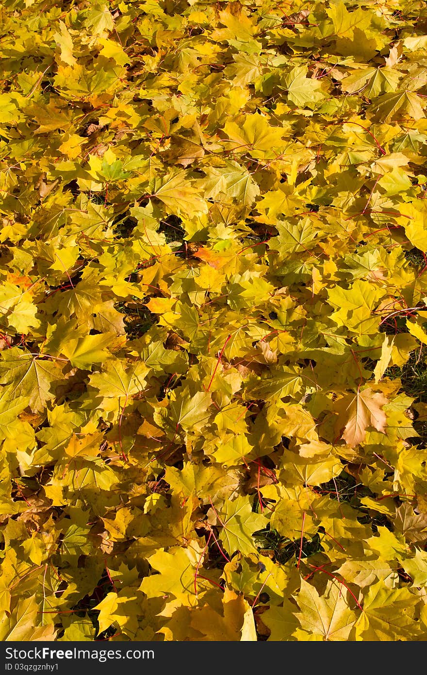 Autumn yellow maple leaves background. Autumn yellow maple leaves background