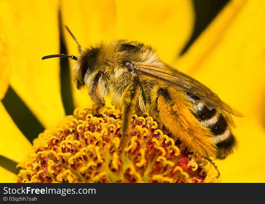 Bumblebee on flower