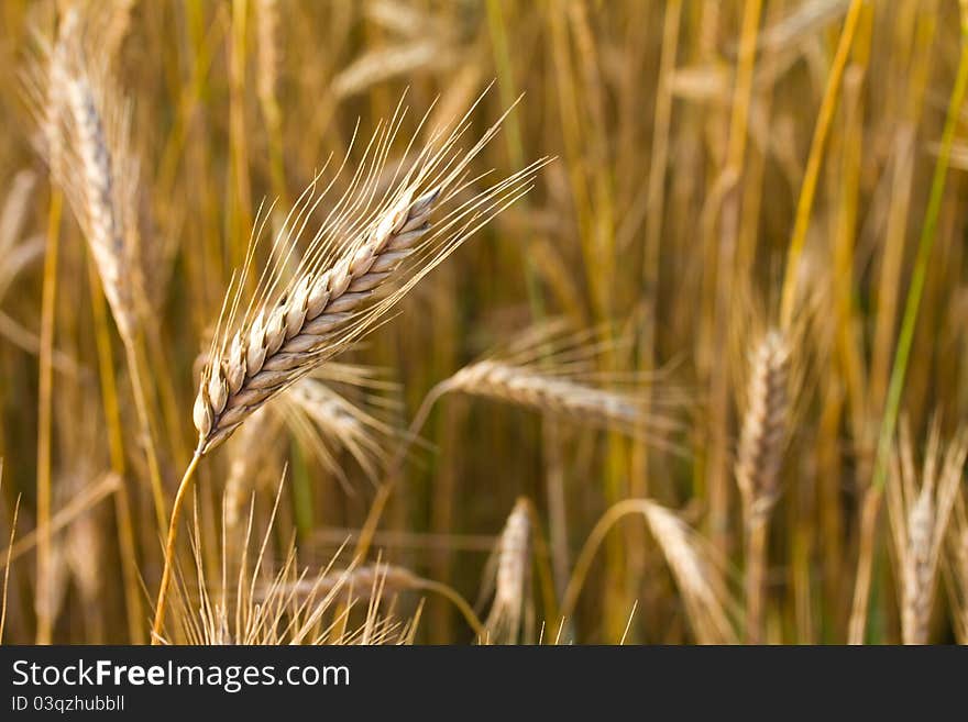 Close-up ears of wheat in field. Close-up ears of wheat in field